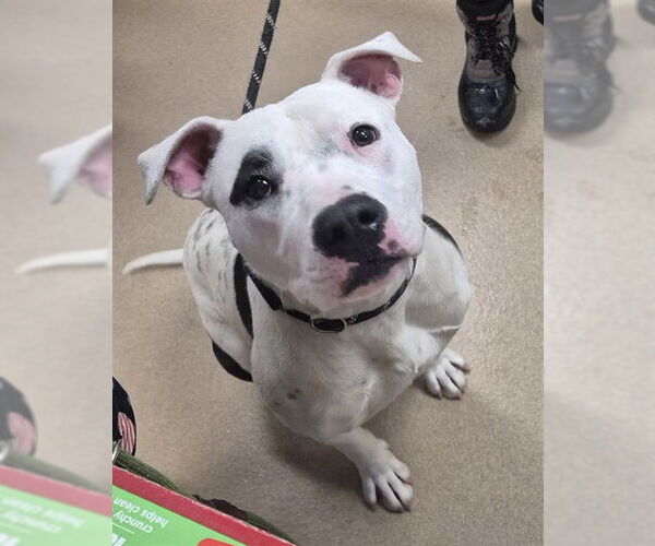 Medium Photo #2 Mutt Puppy For Sale in Decatur, IL, USA