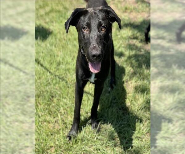 Medium Photo #1 Labrador Retriever-Unknown Mix Puppy For Sale in Conroe, TX, USA