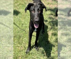 Labrador Retriever-Unknown Mix Dogs for adoption in Conroe, TX, USA
