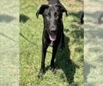 Small Labrador Retriever Mix
