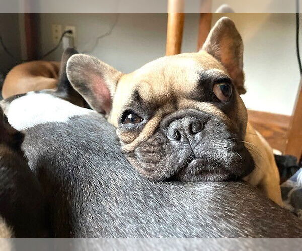 Medium Photo #7 French Bulldog Puppy For Sale in St. Louis Park, MN, USA