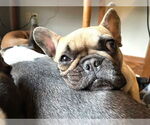 Small #6 French Bulldog