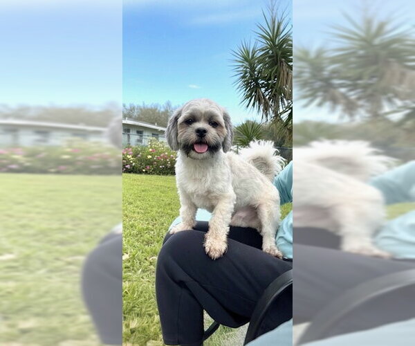 Medium Photo #9 Shih Tzu Puppy For Sale in Weston, FL, USA