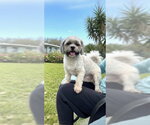 Small #8 Shih Tzu
