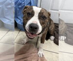 Raja - Male Mutt Dog for Adoption - Small photo