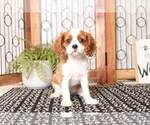 Small Photo #1 Cavalier King Charles Spaniel Puppy For Sale in NAPLES, FL, USA