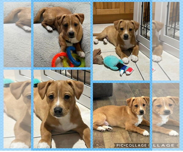 Medium Photo #1 Mutt Puppy For Sale in Walnutport, PA, USA