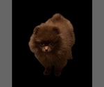 Small #1 Pomeranian