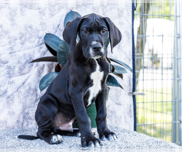 Medium Photo #89 Great Dane Puppy For Sale in WAKARUSA, IN, USA