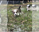 Small #8 Pembroke Welsh Corgi