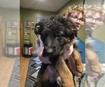 Small Photo #40 German Shepherd Dog Puppy For Sale in LA FAYETTE, NY, USA