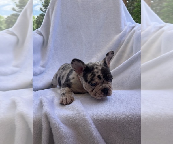 Medium Photo #25 French Bulldog Puppy For Sale in NORTH MYRTLE BEACH, SC, USA