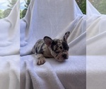 Small Photo #25 French Bulldog Puppy For Sale in NORTH MYRTLE BEACH, SC, USA