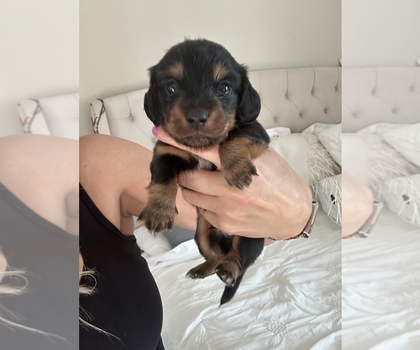 Medium Photo #1 Dachshund Puppy For Sale in SAN DIEGO, CA, USA