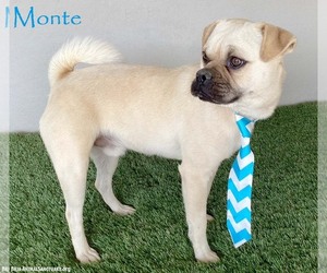 Pug-Unknown Mix Dogs for adoption in San Diego, CA, USA