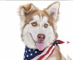 Small #1 Border Collie Mix