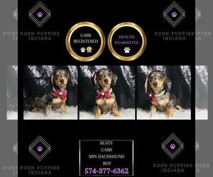 Dachshund Puppy for sale in WARSAW, IN, USA