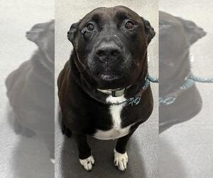 Labrador Retriever Dogs for adoption in Forestville, MD, USA