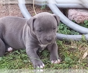 American Pit Bull Terrier Puppy for sale in DELAWARE, OH, USA