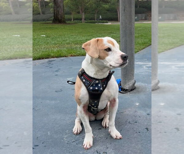 Medium Photo #2 American Bulldog-Unknown Mix Puppy For Sale in Lake Forest, CA, USA