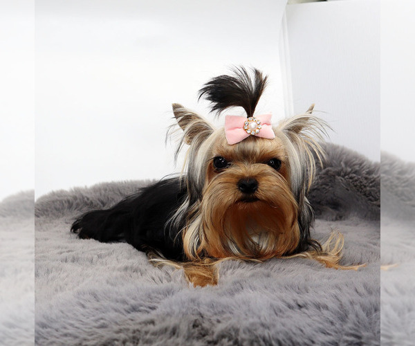 Medium Photo #2 Yorkshire Terrier Puppy For Sale in LOS ANGELES, CA, USA