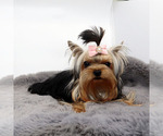 Small #1 Yorkshire Terrier