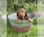 Small #3 Dachshund