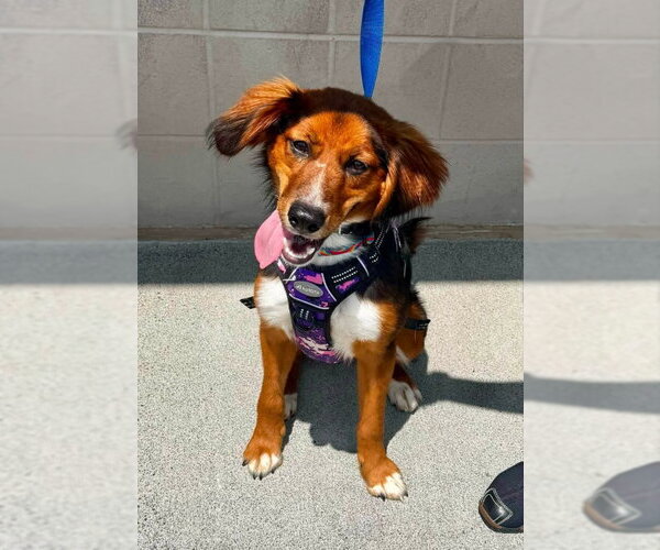 Medium Photo #2 Collie-Unknown Mix Puppy For Sale in Fairfax, VA, USA