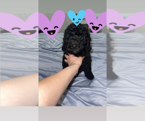 Poodle (Standard) Puppy for sale in HIALEAH, FL, USA
