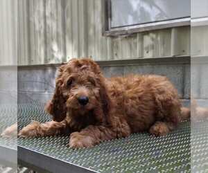 Irish Doodle Puppy for sale in COATESVILLE, PA, USA