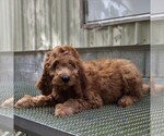 Small Photo #1 Irish Doodle Puppy For Sale in COATESVILLE, PA, USA