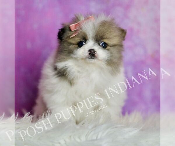 Medium Photo #57 Pomeranian Puppy For Sale in WARSAW, IN, USA