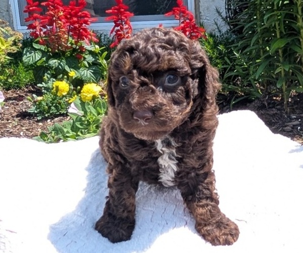 Medium Photo #2 Poodle (Toy) Puppy For Sale in GOSHEN, IN, USA