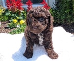 Small #1 Poodle (Toy)