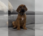Small #3 Rhodesian Ridgeback