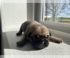Pug Puppy for sale in SULLIVAN, IL, USA