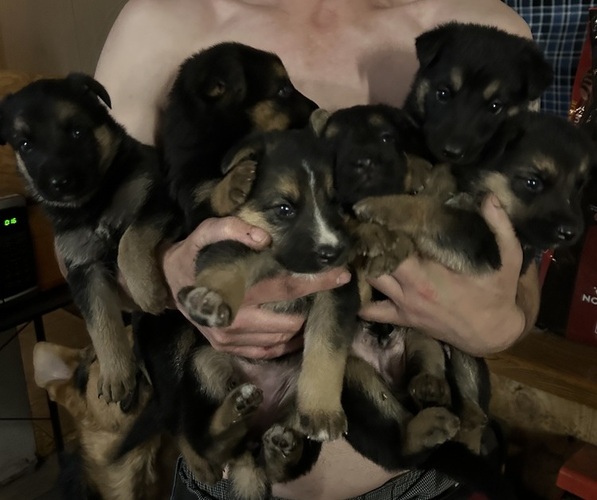 Medium Photo #1 German Shepherd Dog Puppy For Sale in PRINCETON, WV, USA