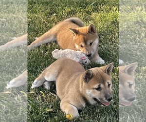 Shiba Inu Puppy for sale in EAGLE POINT, OR, USA