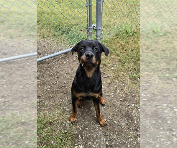 Medium Photo #2 Rottweiler Puppy For Sale in Glen Allen, VA, USA