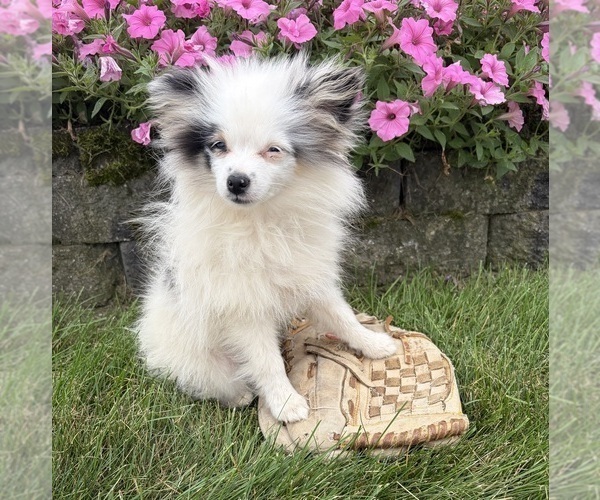 Medium Photo #3 Pomeranian Puppy For Sale in MIDDLEBURY, IN, USA