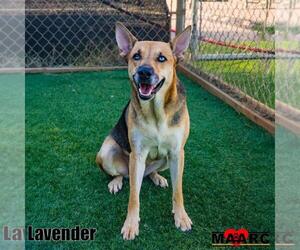 Lavender - Female German Shepherd Dog-Unknown Mix Dog for Adoption - Photo #2