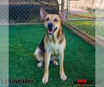 Small Photo #2 German Shepherd Dog-Unknown Mix Puppy For Sale in Maryville, TN, USA