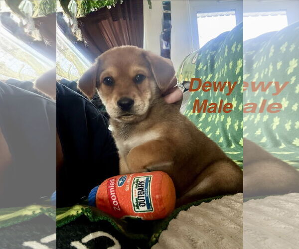 Medium Photo #1 Mutt Puppy For Sale in Jackson Township, NJ, USA