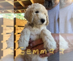 Double Doodle Puppy for sale in HALIFAX, PA, USA