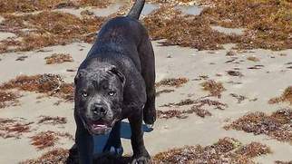 Father of the Cane Corso puppies born on 03/30/2017