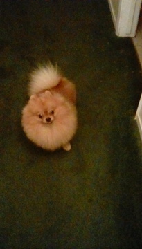 Medium Photo #1 Pomeranian Puppy For Sale in FRESNO, CA, USA