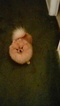 Small Photo #1 Pomeranian Puppy For Sale in FRESNO, CA, USA
