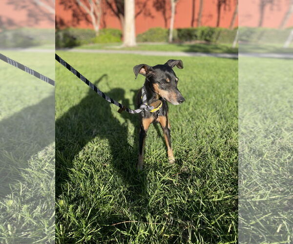 Medium Photo #1 Miniature Pinscher Puppy For Sale in Victorville, CA, USA