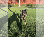 Small Miniature Pinscher