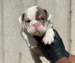 Small Photo #5 English Bulldog Puppy For Sale in CHEYENNE, WY, USA